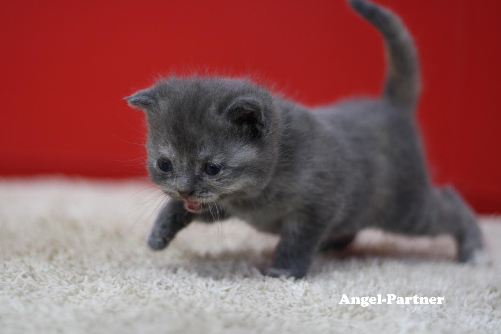 スコティッシュフォールドの子猫画像
