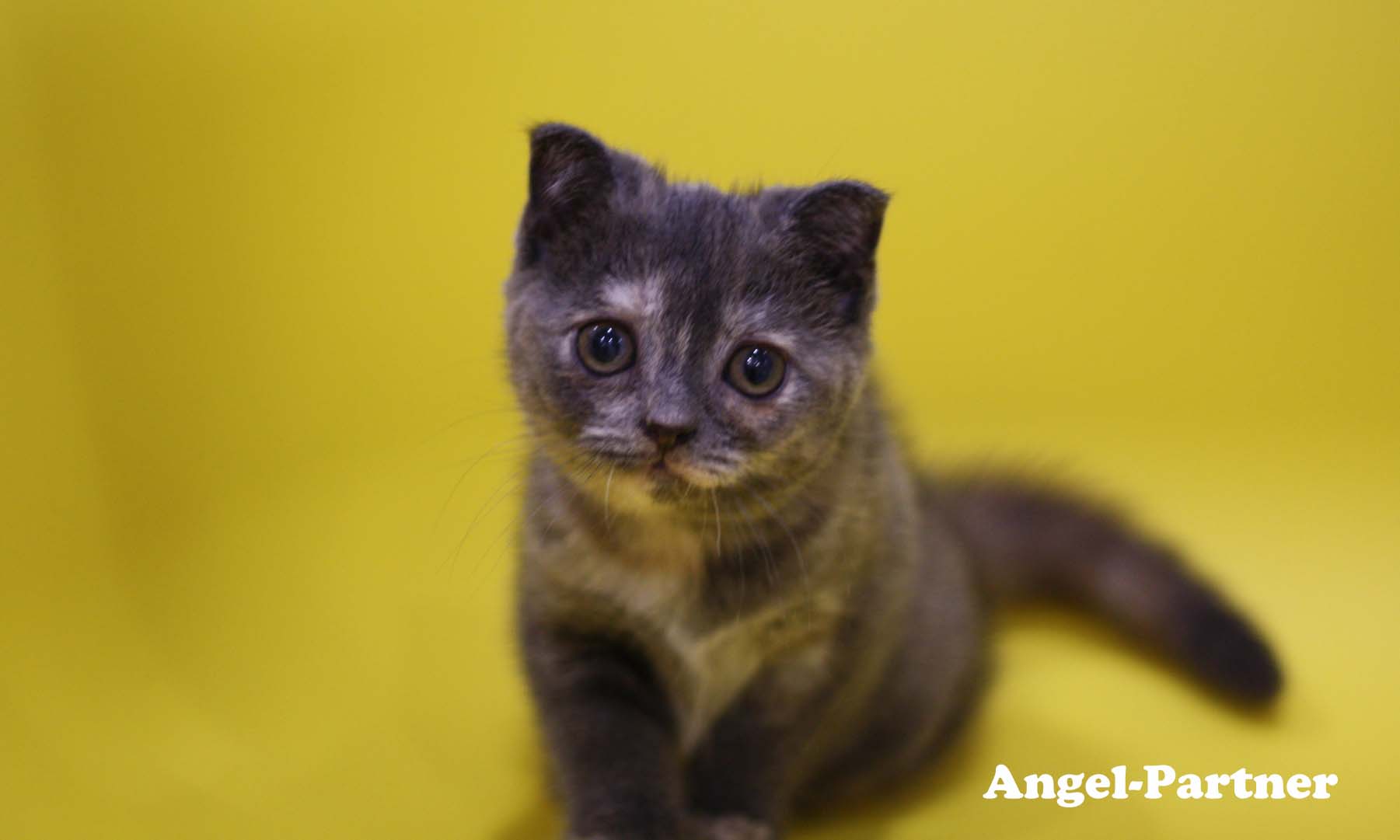 スコティッシュフォールドの子猫画像