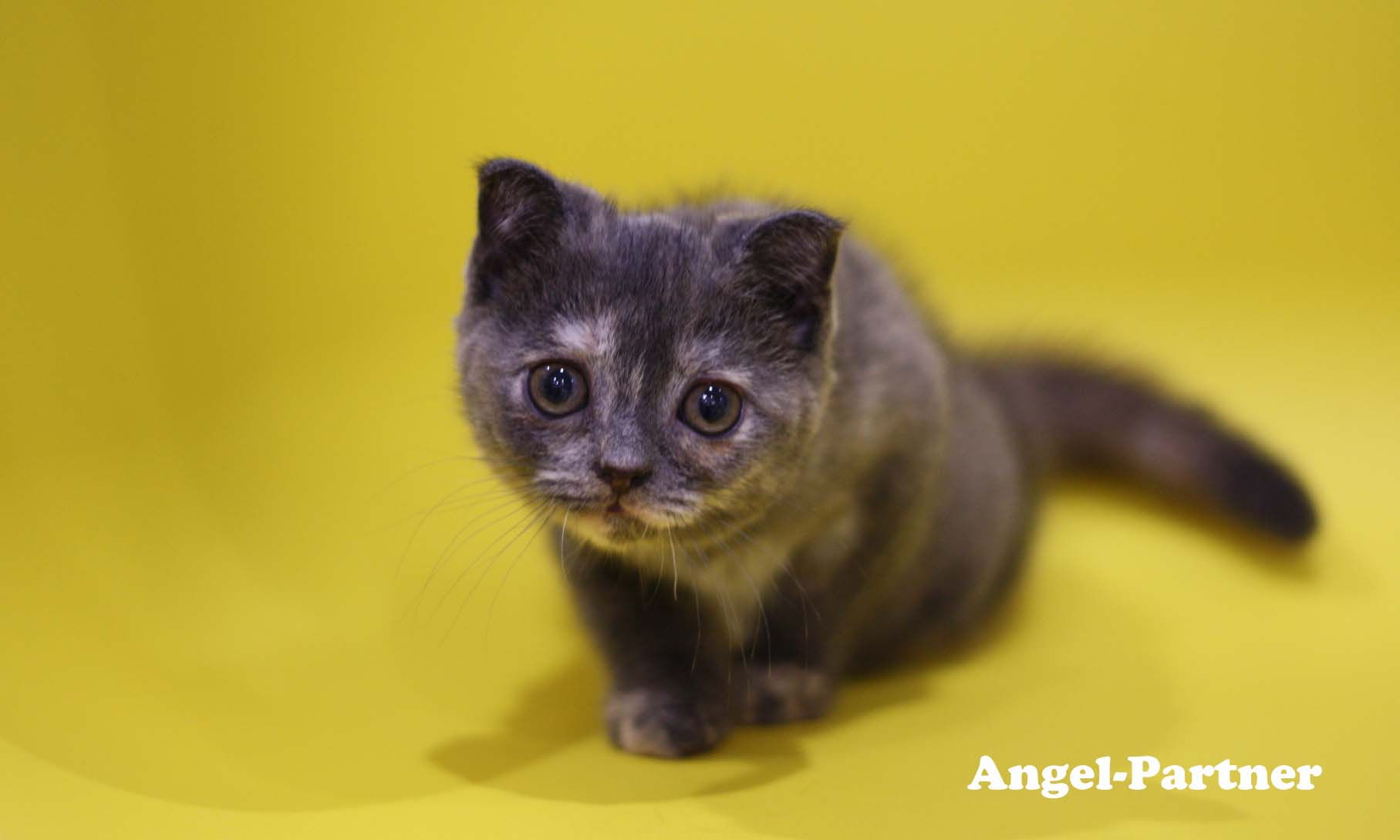 スコティッシュフォールドの子猫画像