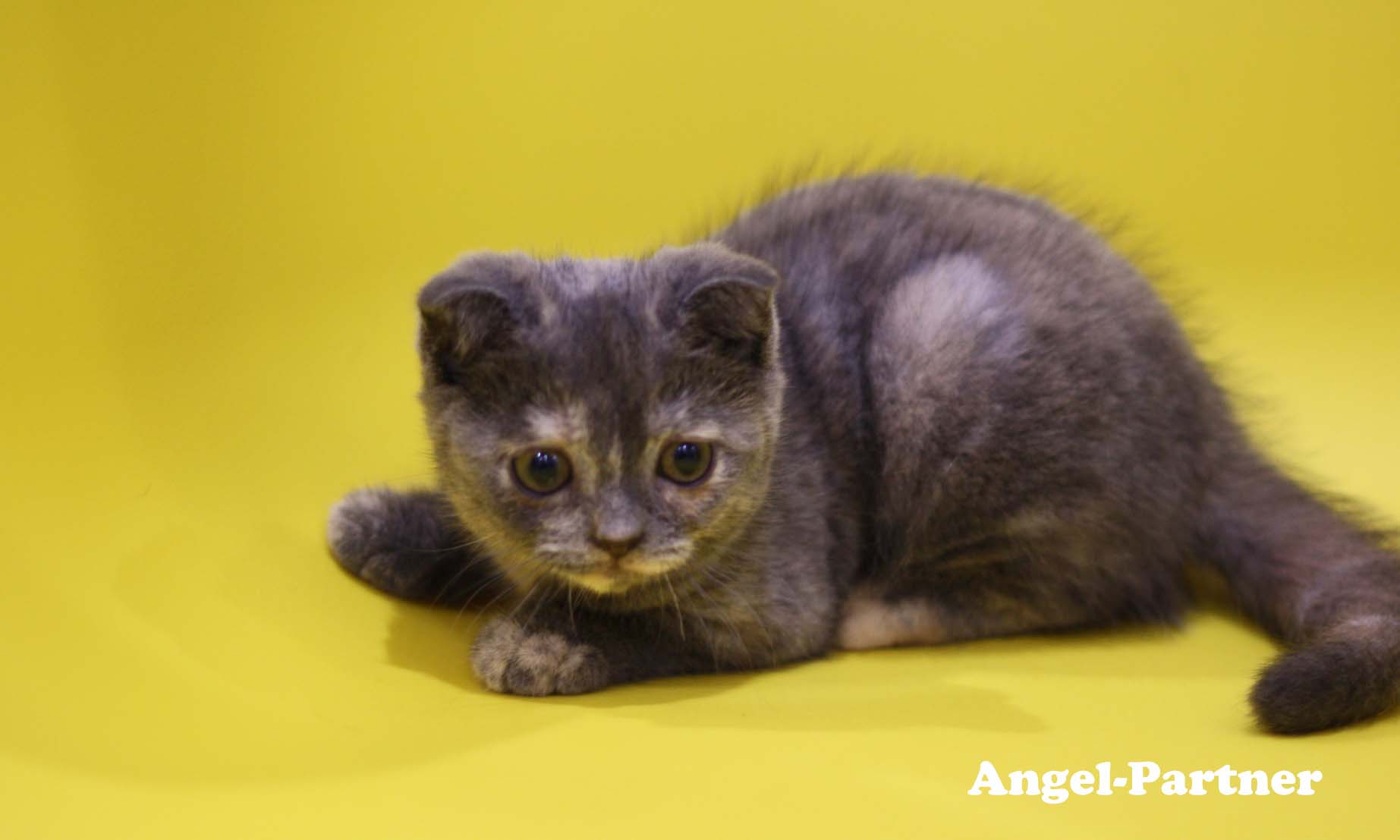 スコティッシュフォールドの子猫画像