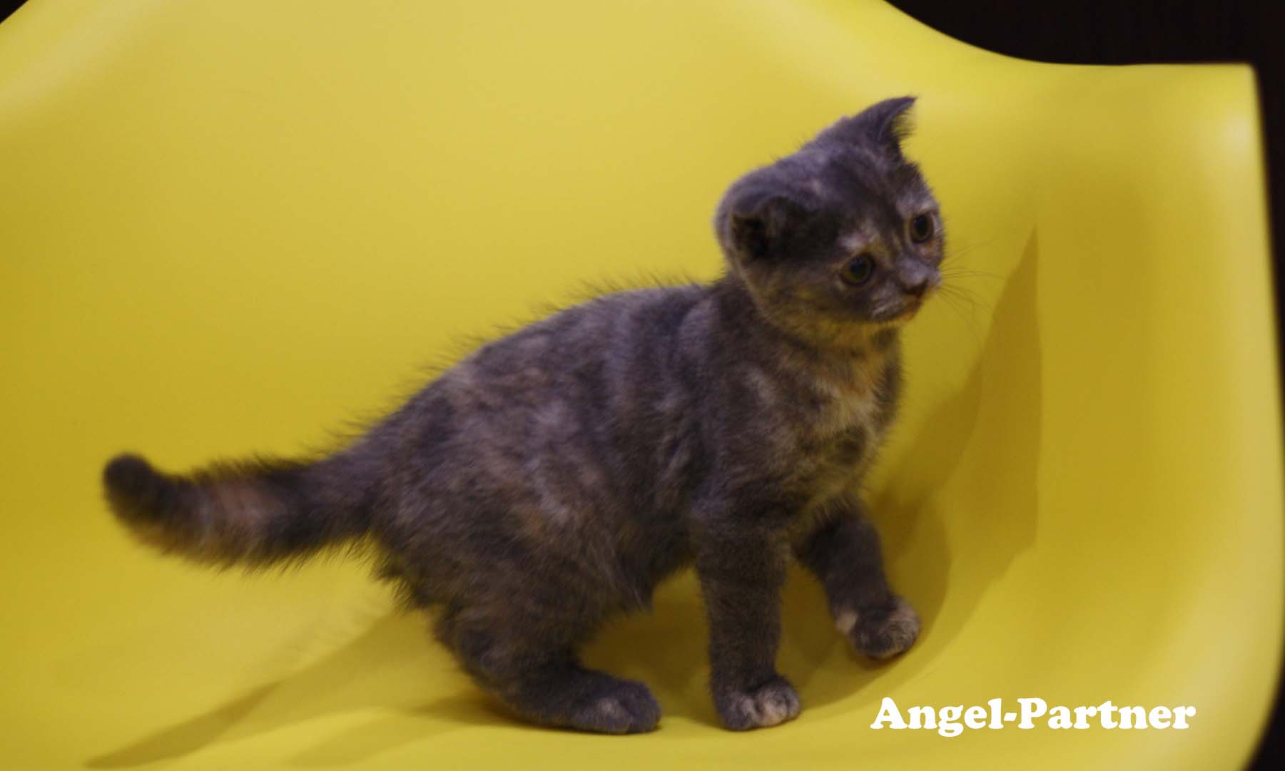 スコティッシュフォールドの子猫画像