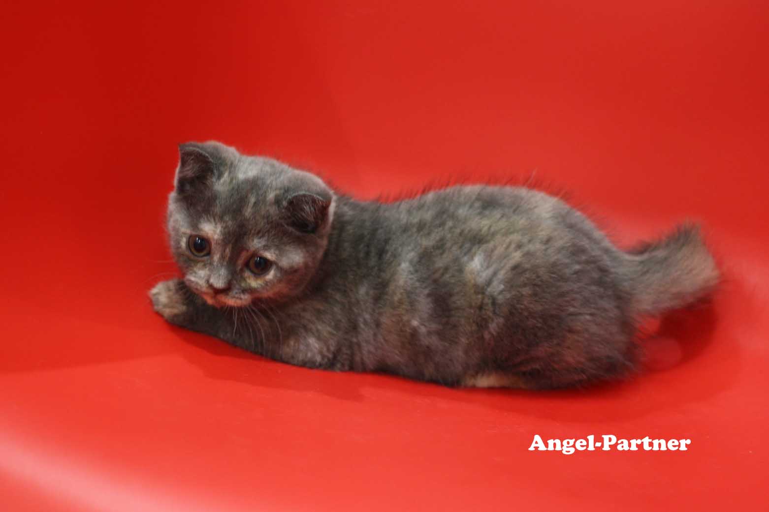 スコティッシュフォールドの子猫画像