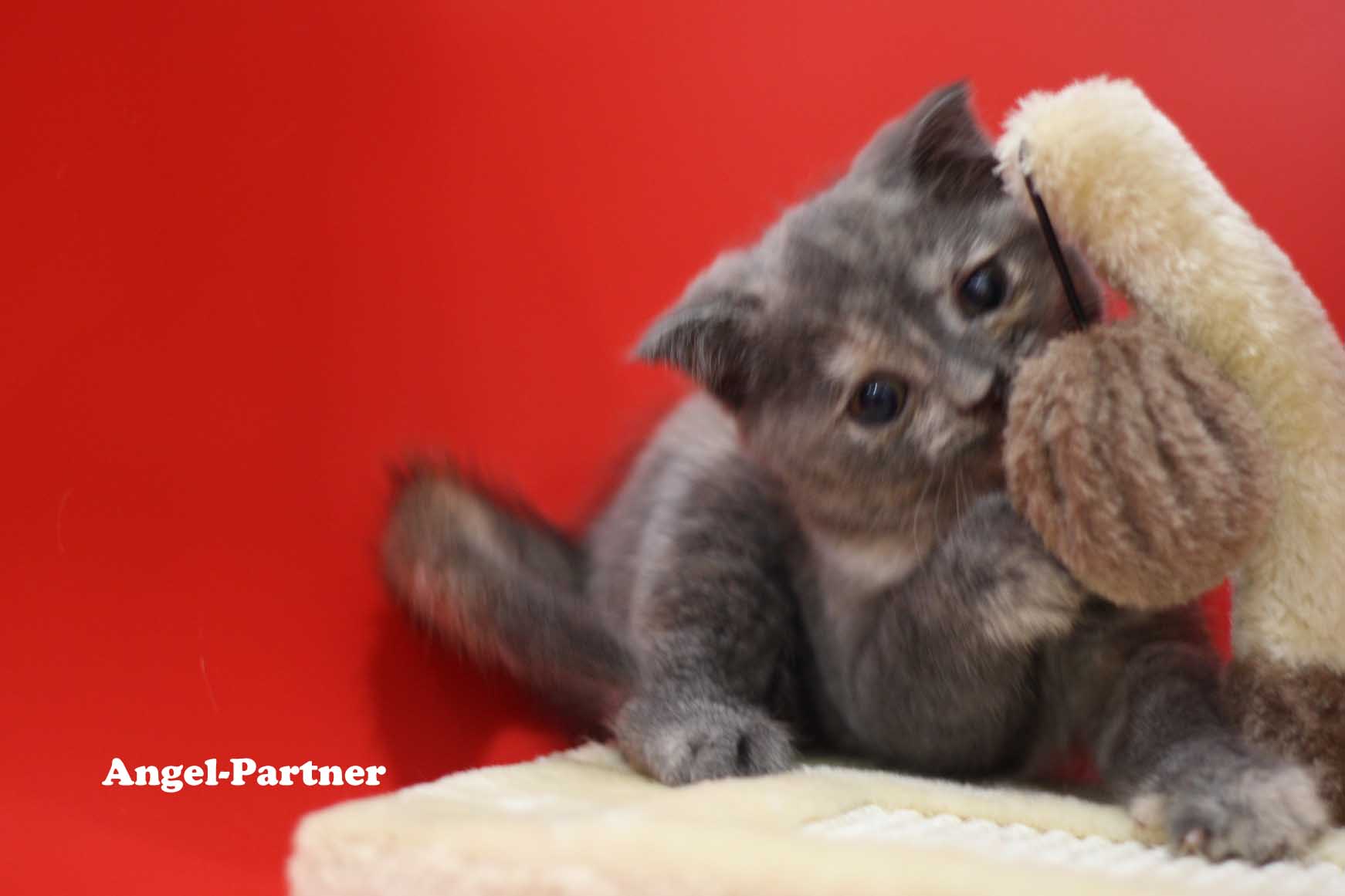 スコティッシュフォールドの子猫画像