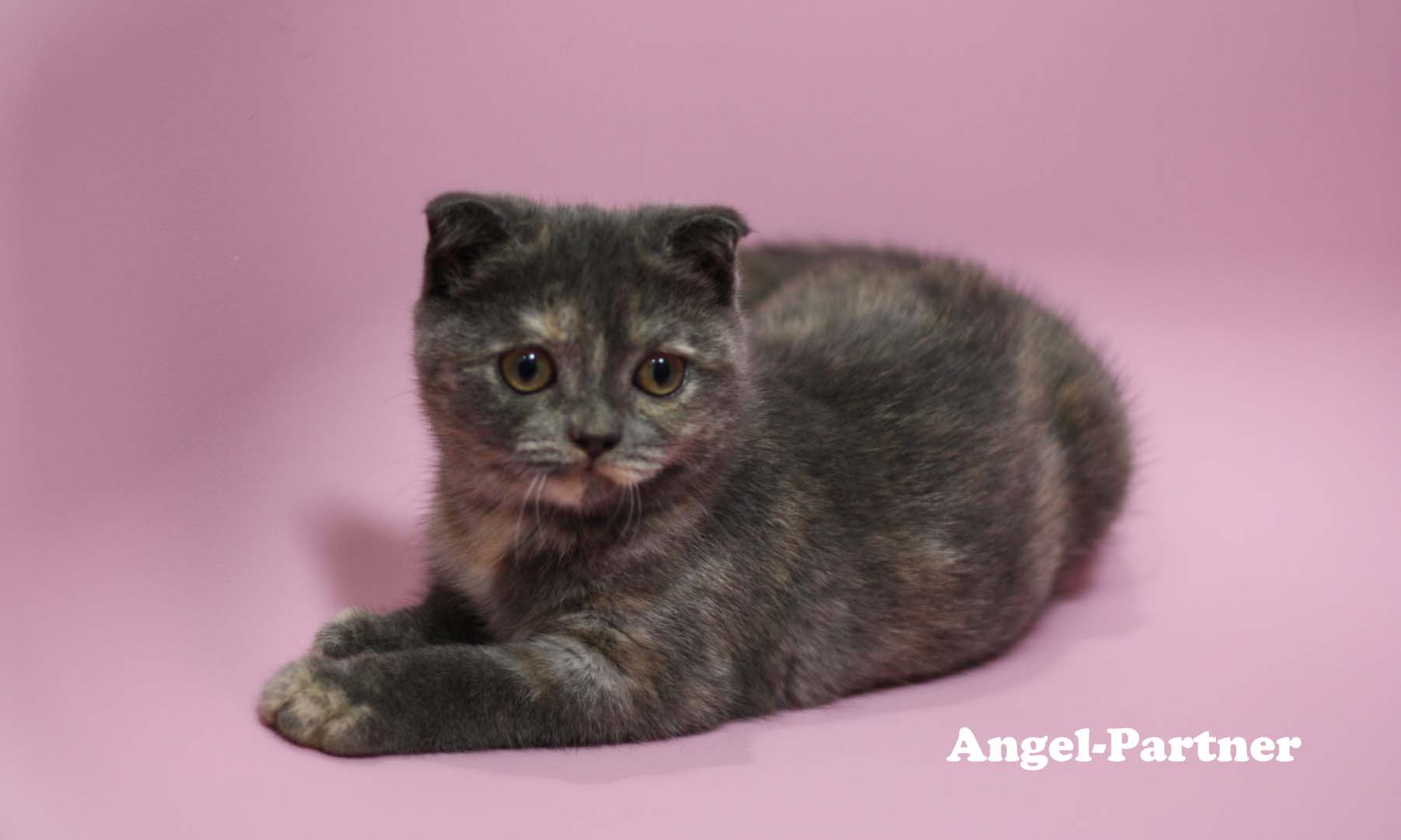 スコティッシュフォールドの子猫画像