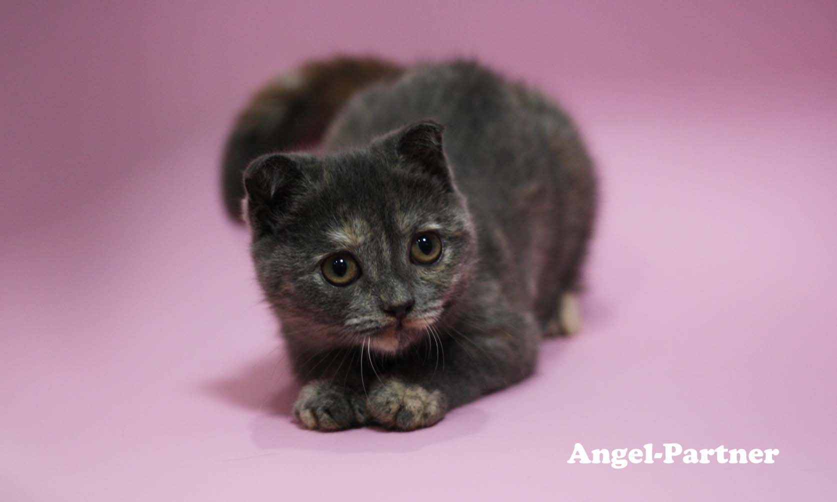 スコティッシュフォールドの子猫画像