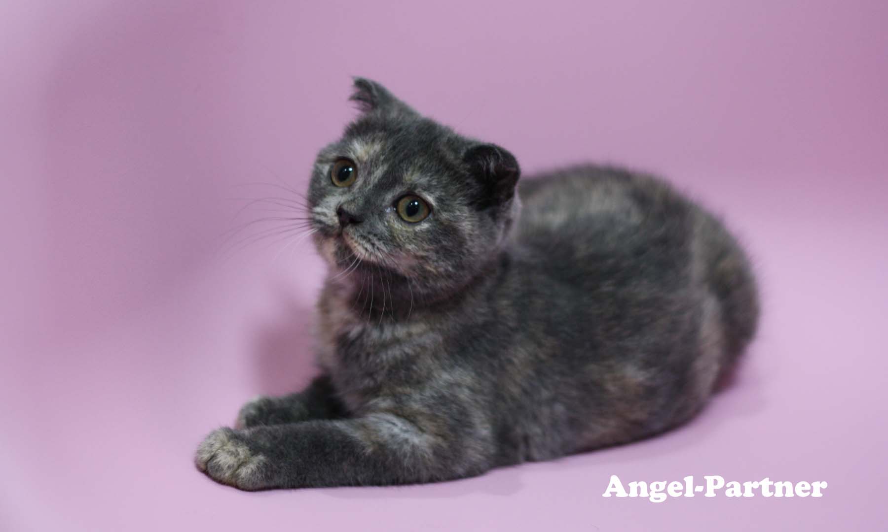 スコティッシュフォールドの子猫画像
