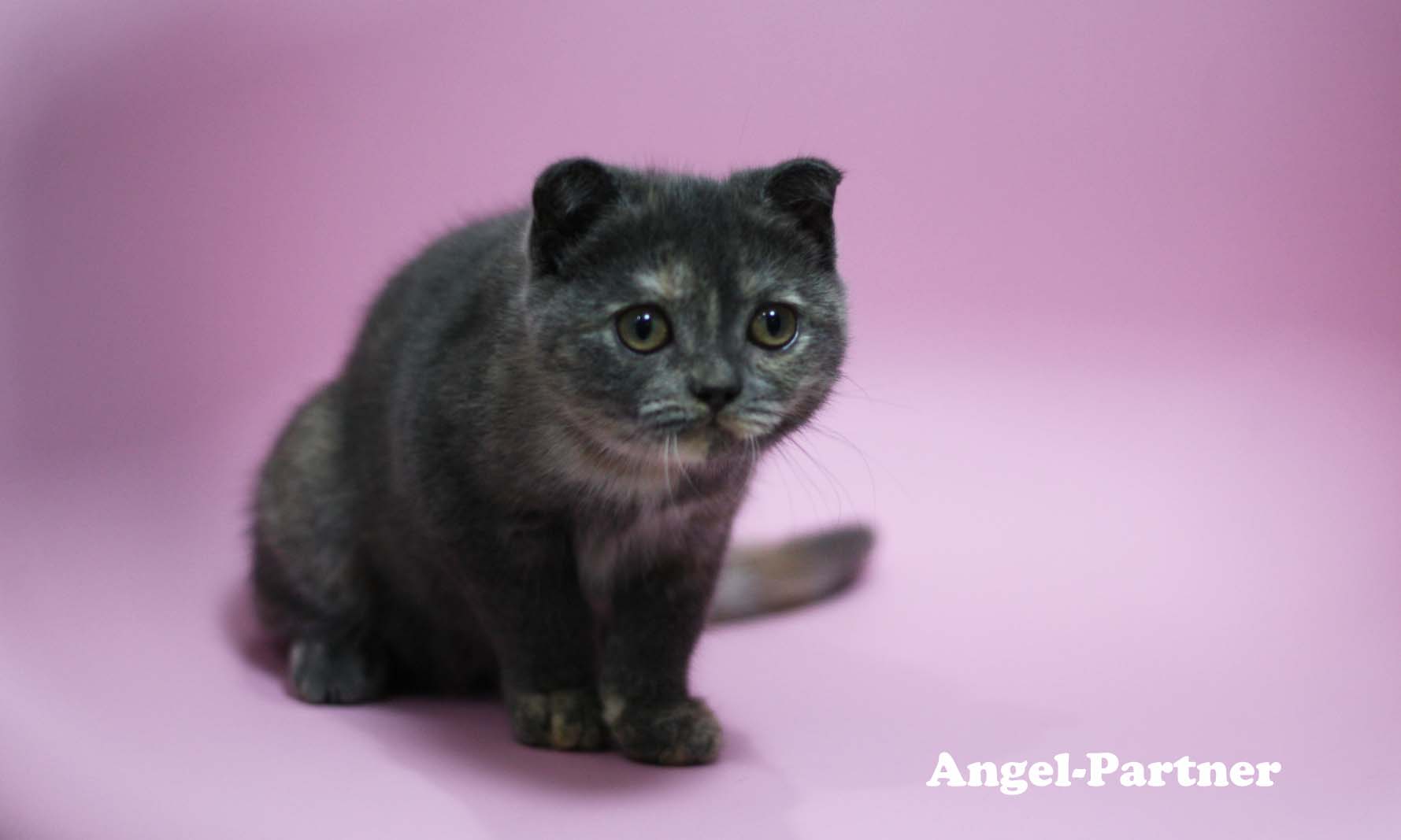 スコティッシュフォールドの子猫画像
