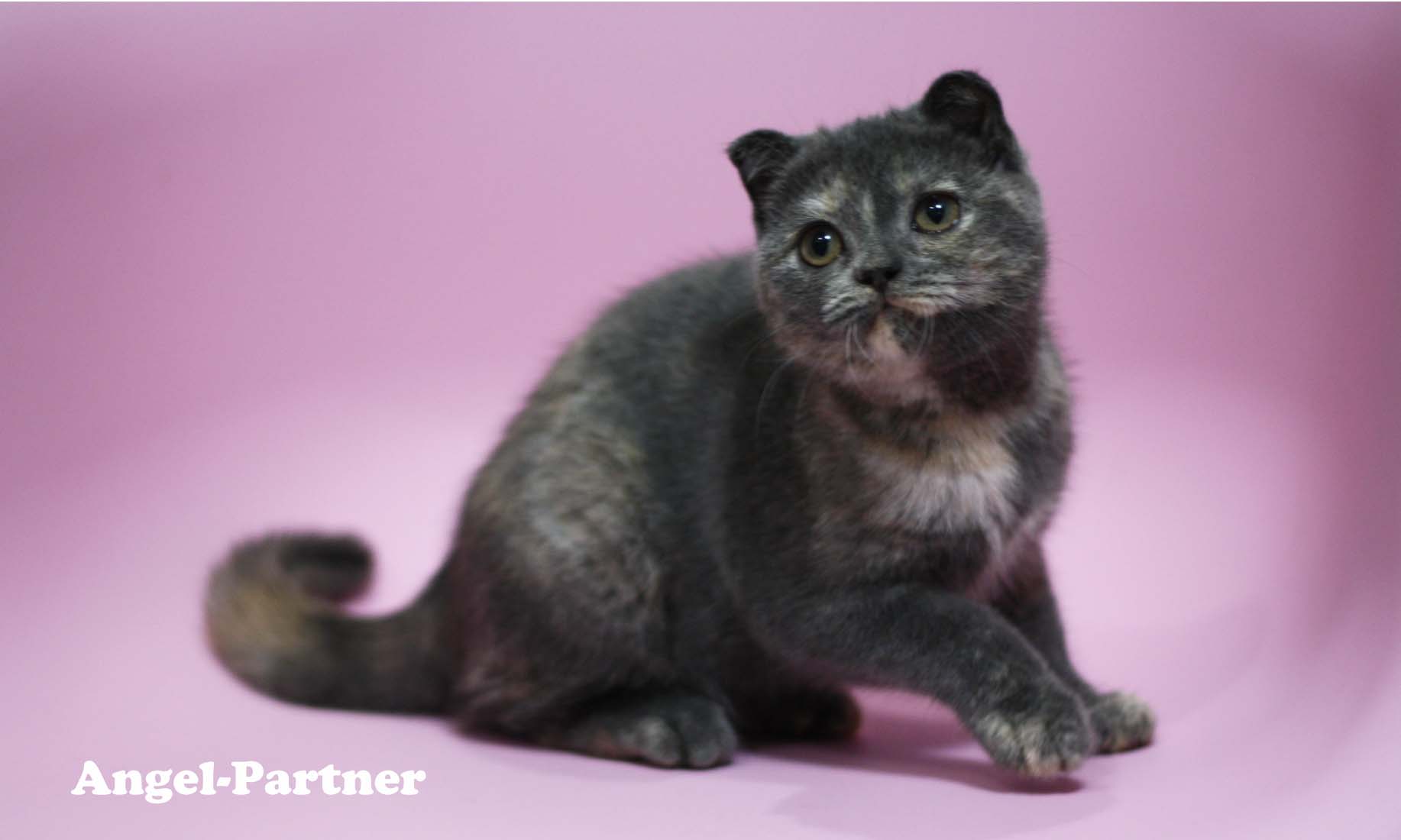 スコティッシュフォールドの子猫画像