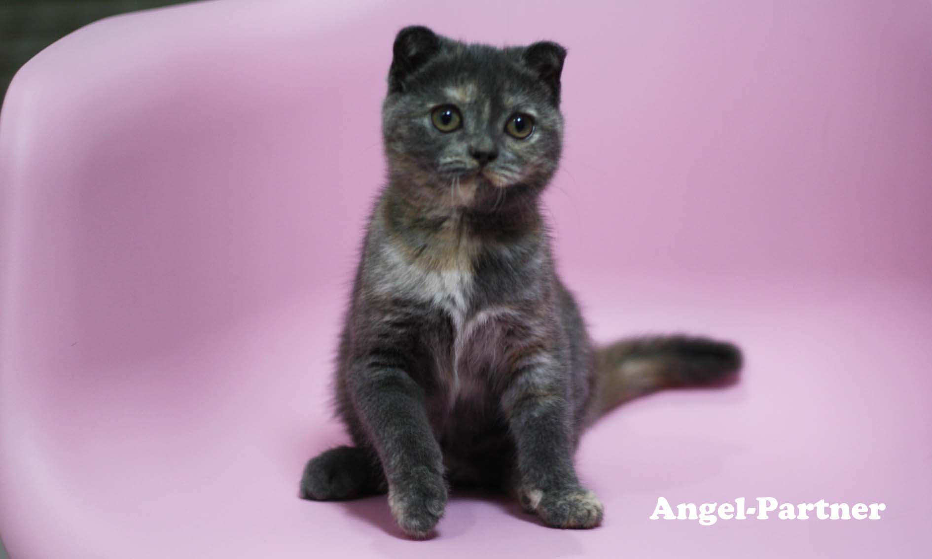 スコティッシュフォールドの子猫画像