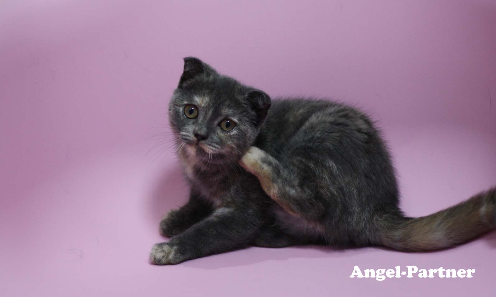 スコティッシュフォールドの子猫画像