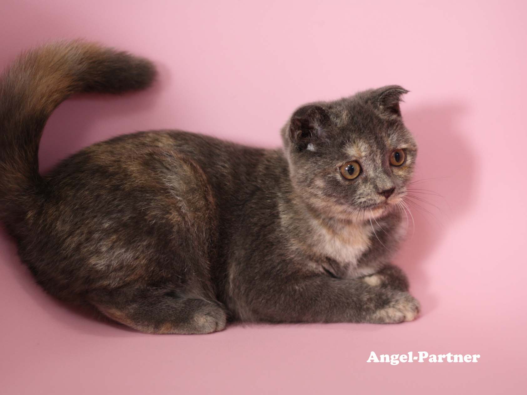 スコティッシュフォールドの子猫画像