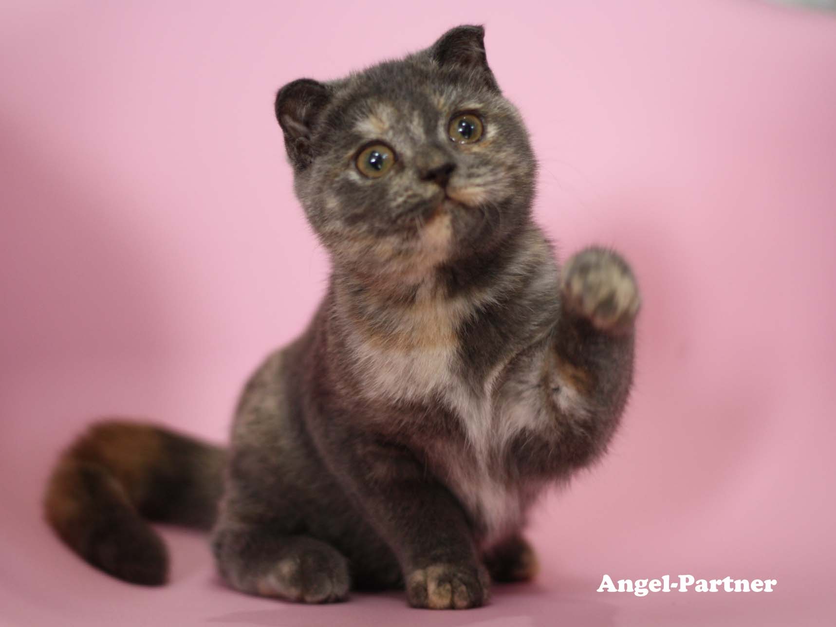 スコティッシュフォールドの子猫画像