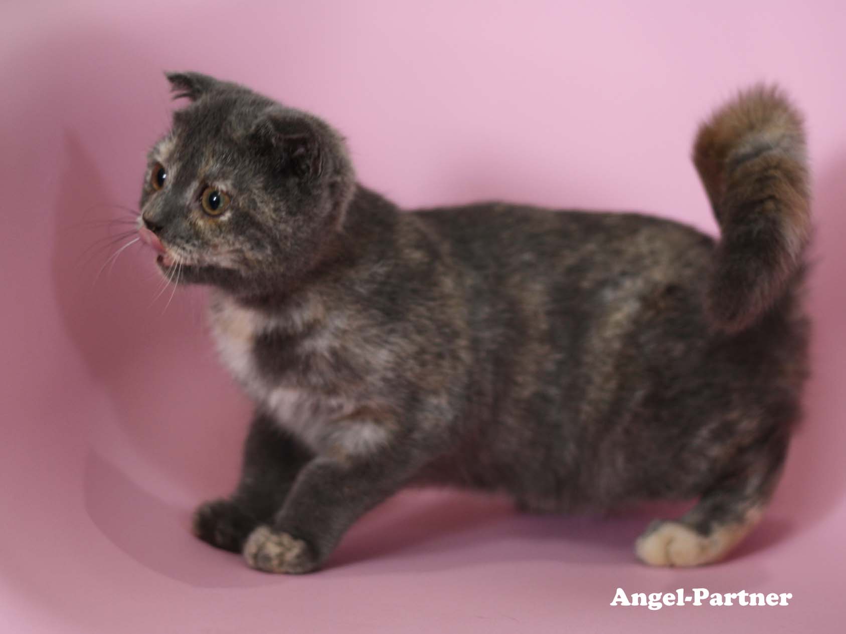 スコティッシュフォールドの子猫画像