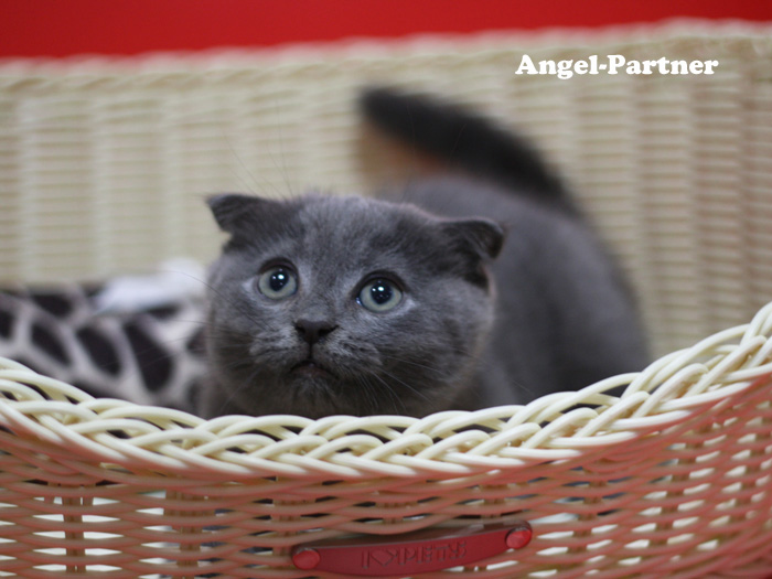 スコティッシュフォールドの子猫画像