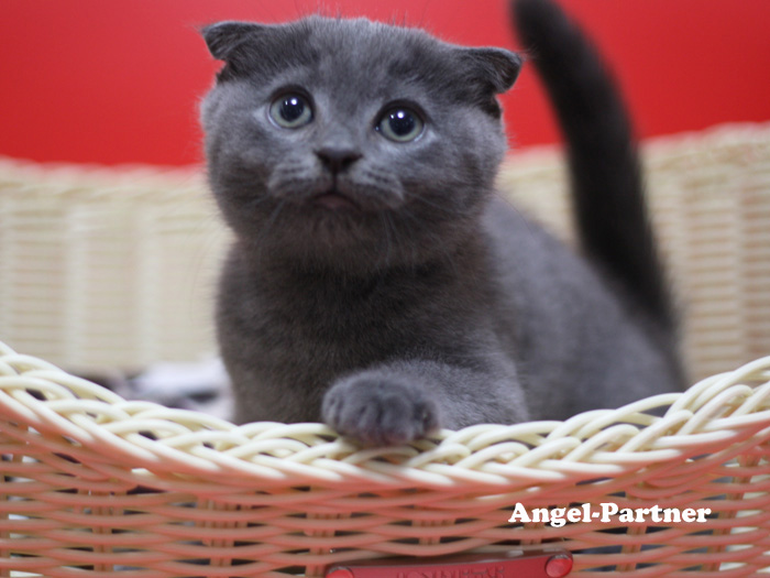 スコティッシュフォールドの子猫画像