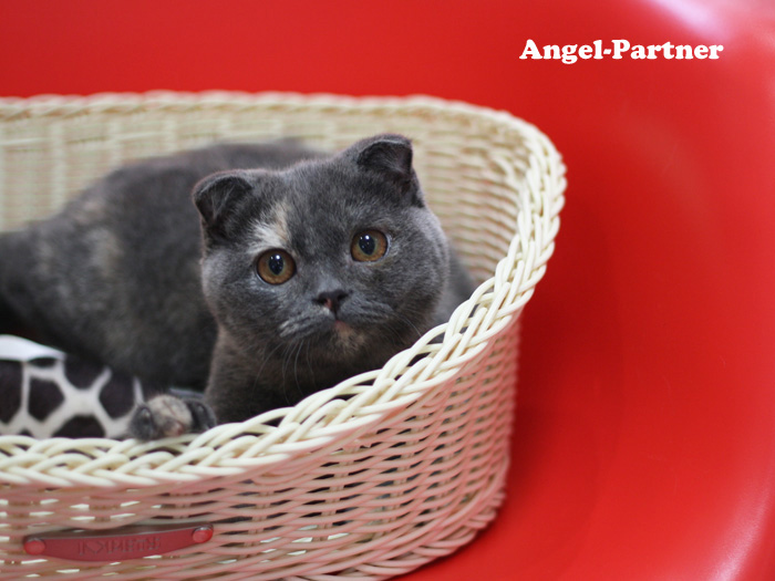 スコティッシュフォールドの子猫画像