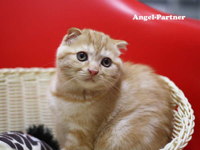 スコティッシュフォールドの子猫画像