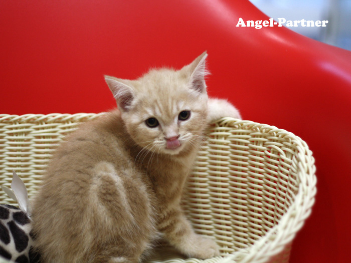 スコティッシュフォールドの子猫画像