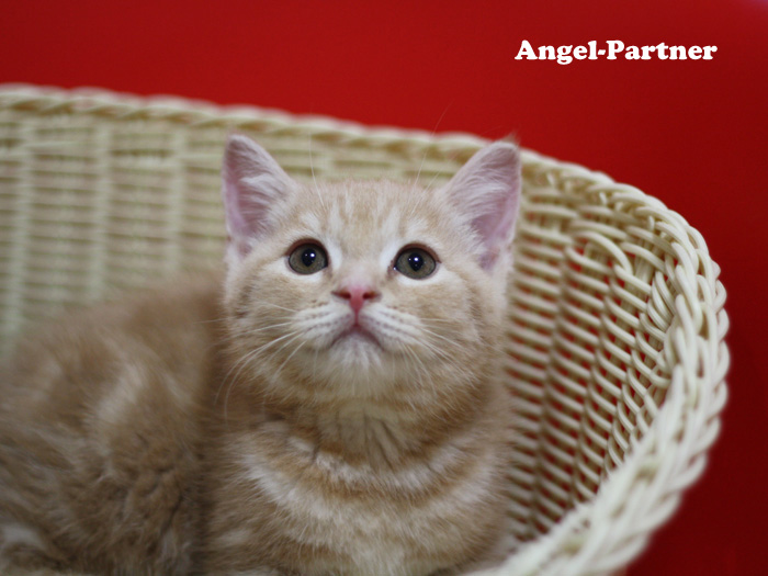 スコティッシュフォールドの子猫画像