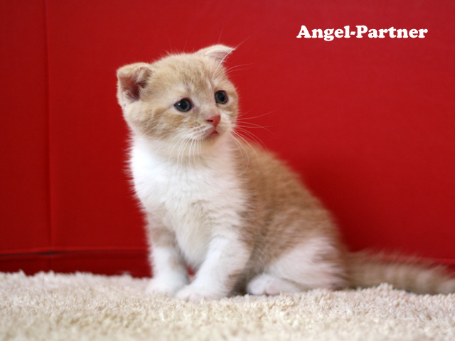 スコティッシュフォールドの子猫画像