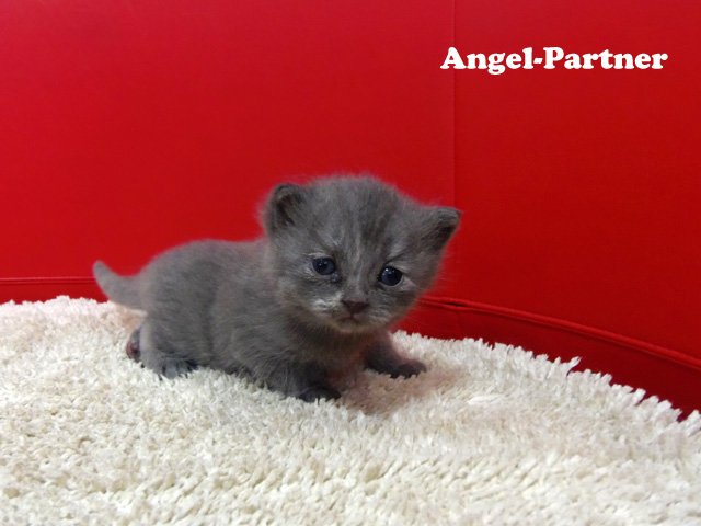 スコティッシュフォールドの子猫画像