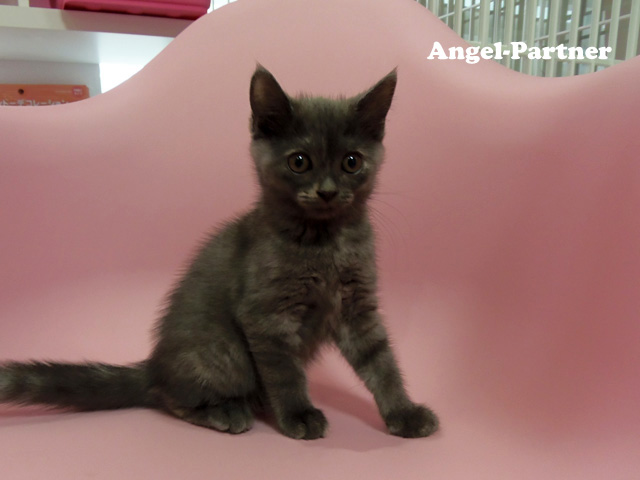 スコティッシュフォールドの子猫画像