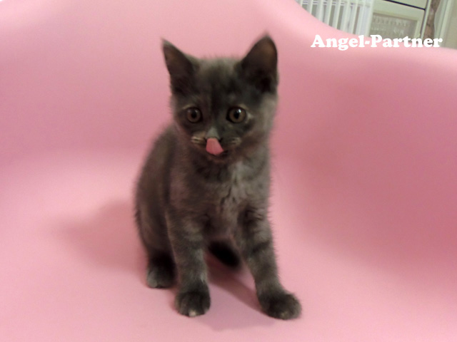 スコティッシュフォールドの子猫画像