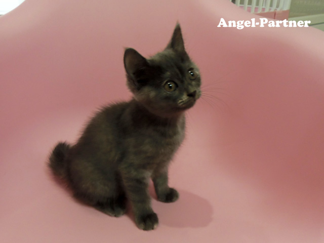 スコティッシュフォールドの子猫画像