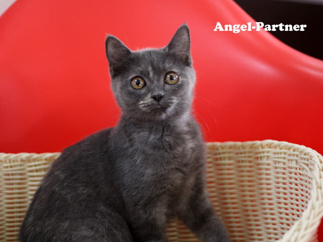 スコティッシュフォールドの子猫画像