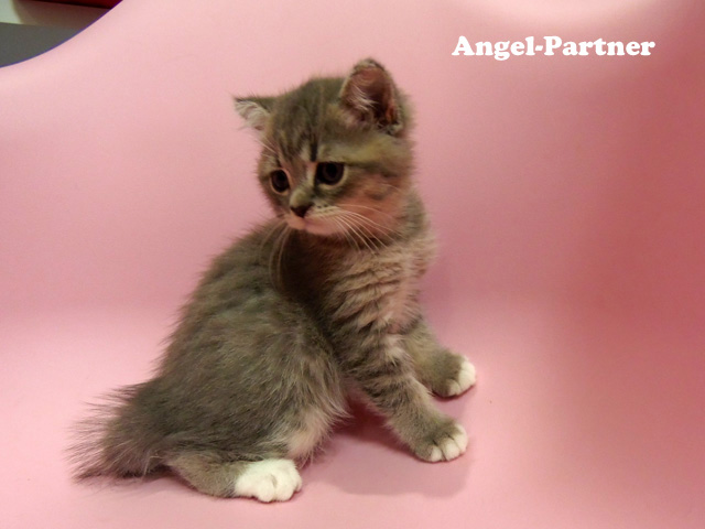 スコティッシュフォールドの子猫画像