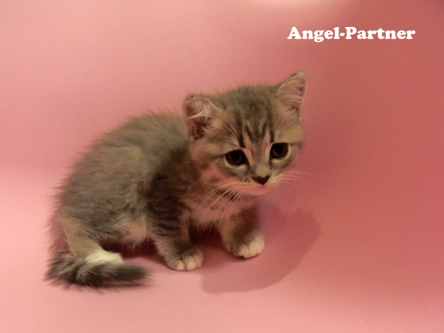 スコティッシュフォールドの子猫画像