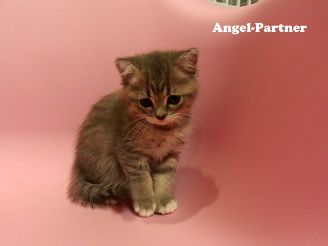 スコティッシュフォールドの子猫画像