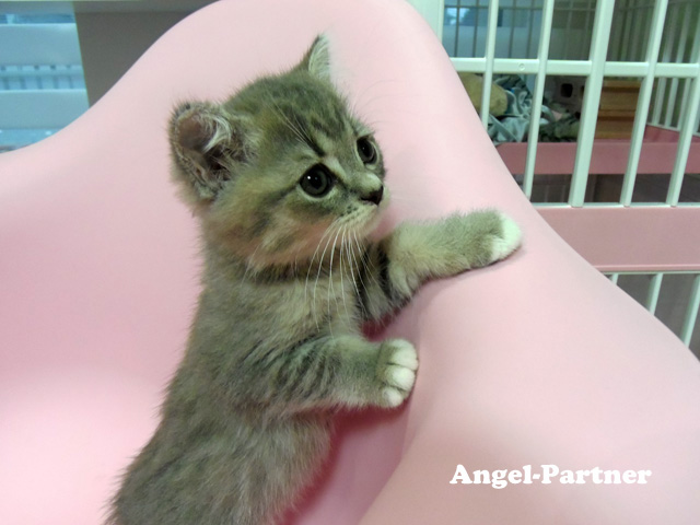 スコティッシュフォールドの子猫画像