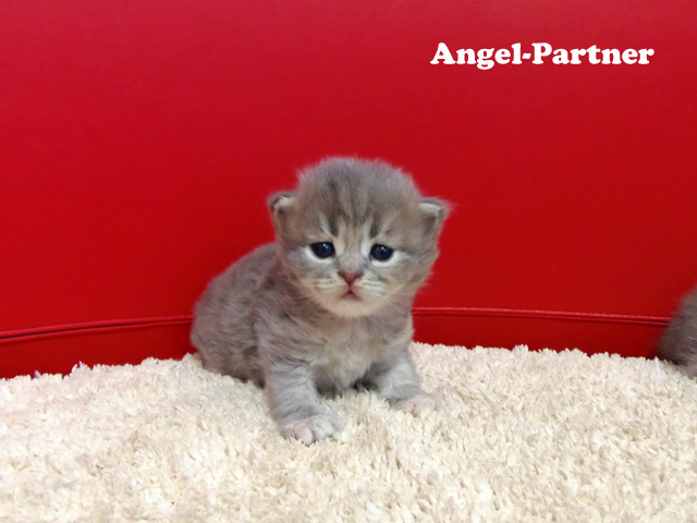 スコティッシュフォールドの子猫画像