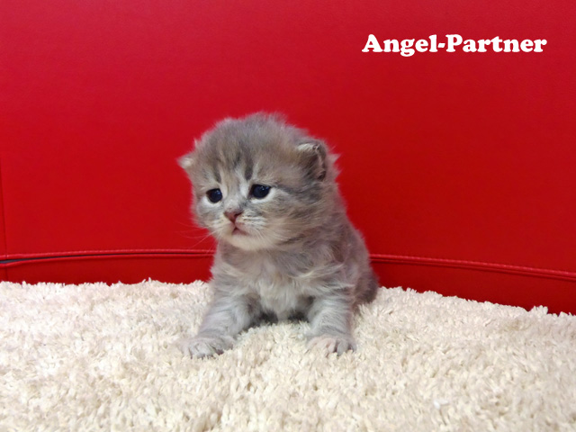 スコティッシュフォールドの子猫画像