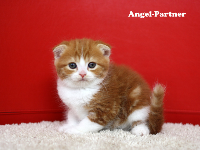 スコティッシュフォールドの子猫画像