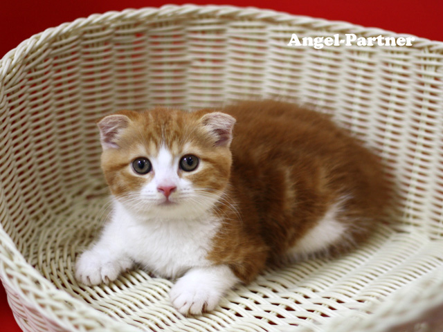 スコティッシュフォールドの子猫画像