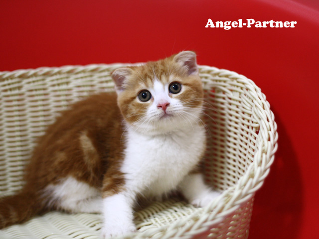 スコティッシュフォールドの子猫画像