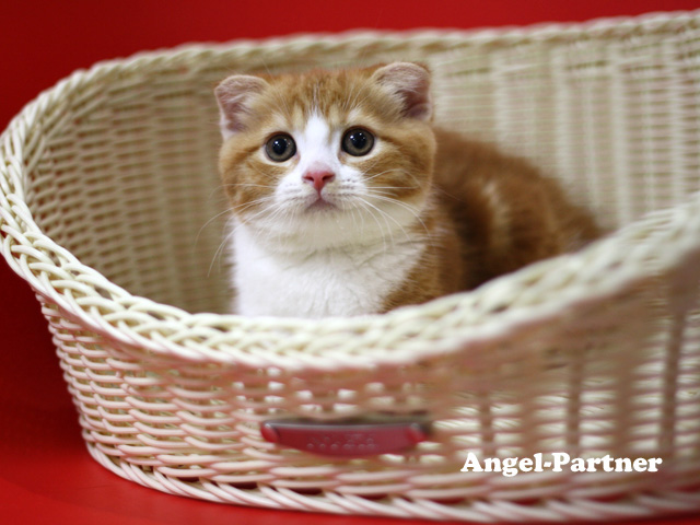 スコティッシュフォールドの子猫画像