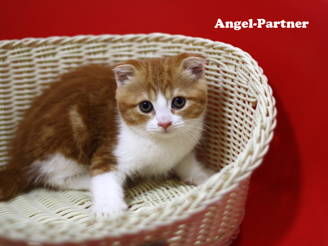 スコティッシュフォールドの子猫画像