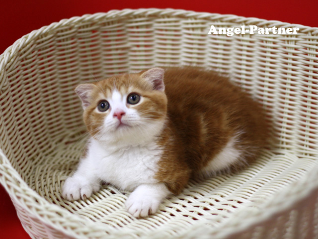 スコティッシュフォールドの子猫画像