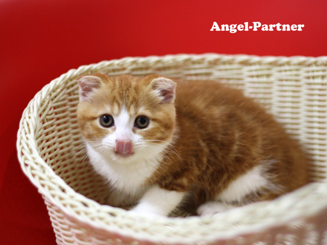 スコティッシュフォールドの子猫画像