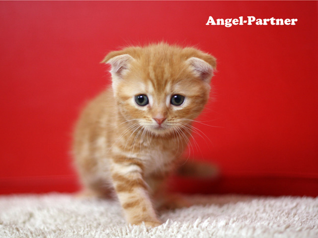 スコティッシュフォールドの子猫画像