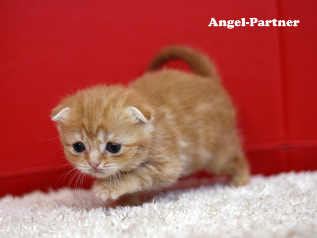 スコティッシュフォールドの子猫画像