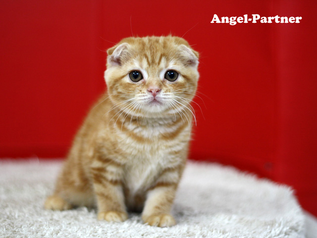 スコティッシュフォールドの子猫画像