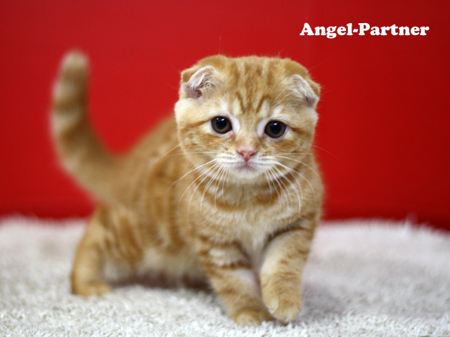 スコティッシュフォールドの子猫画像