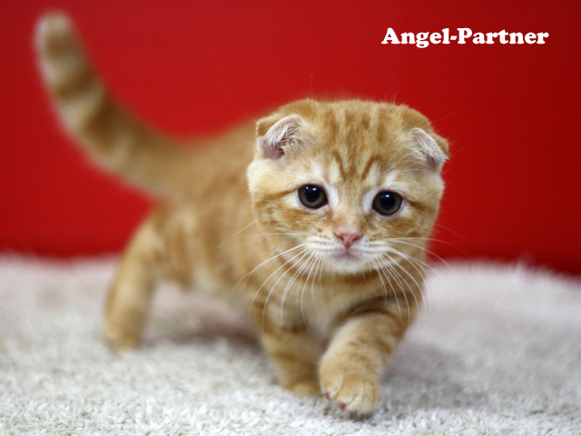 スコティッシュフォールドの子猫画像
