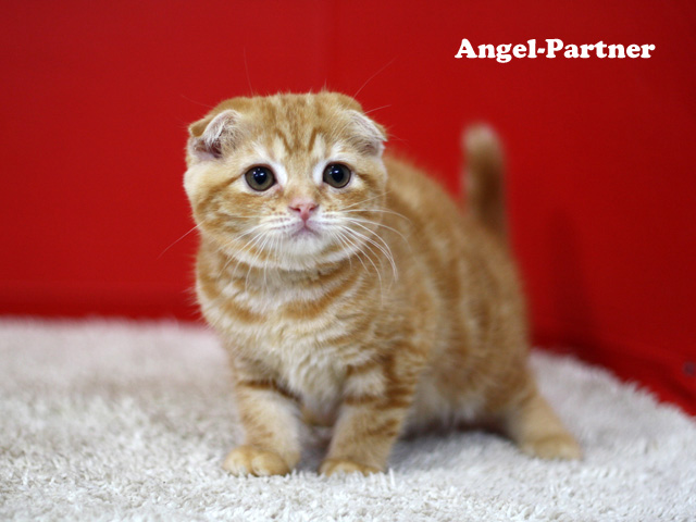 スコティッシュフォールドの子猫画像
