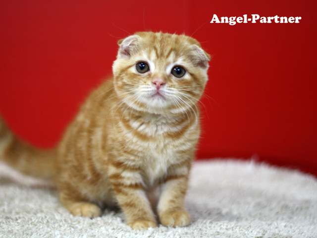 スコティッシュフォールドの子猫画像