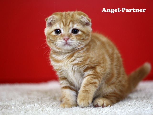 スコティッシュフォールドの子猫画像
